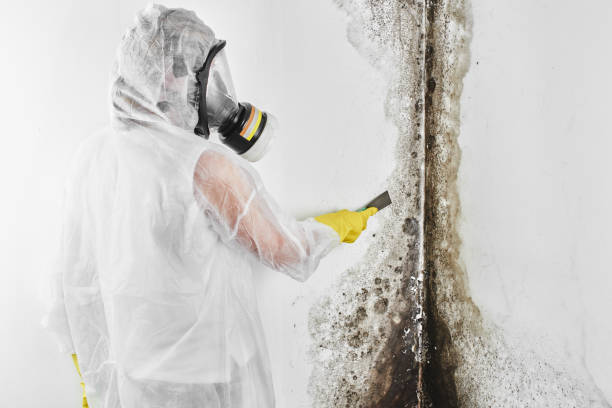 Best Mold Remediation  in Kayak Point, WA