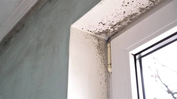Best Same-Day Mold Removal  in Kayak Point, WA