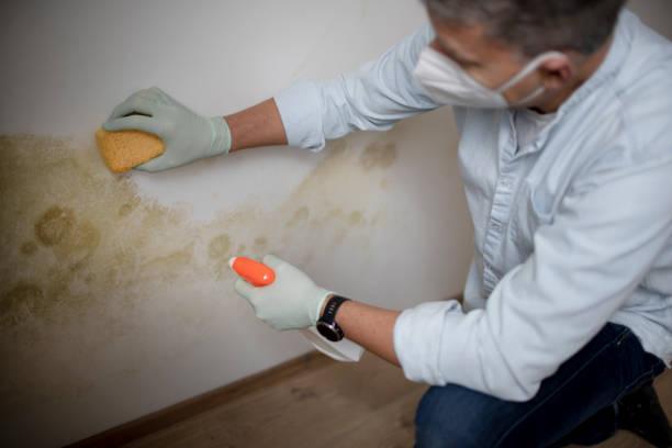 Best Mold Testing and Removal  in Kayak Point, WA