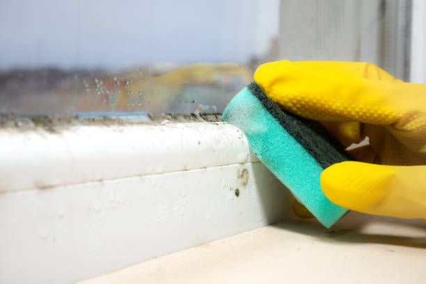 Best Mold Testing  in Kayak Point, WA