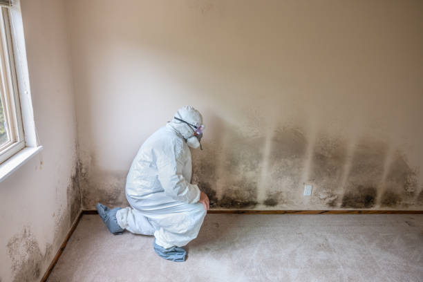Best Black Mold Removal  in Kayak Point, WA