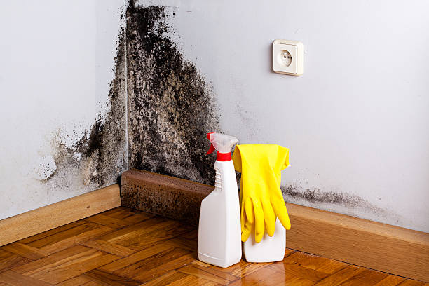 Best Office Mold Removal Services  in Kayak Point, WA
