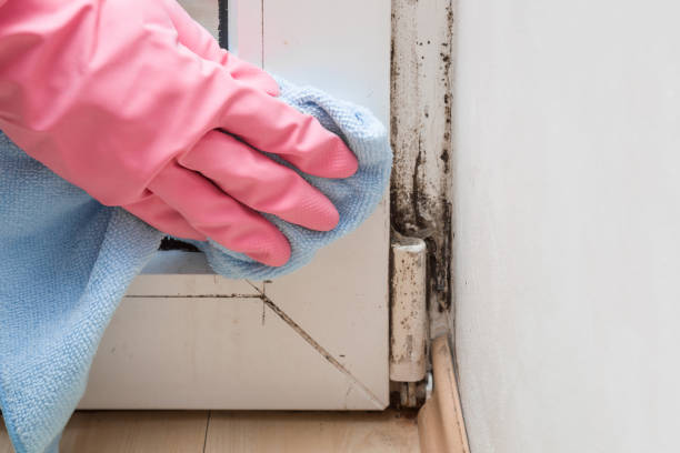Office Mold Removal Services in Kayak Point, WA