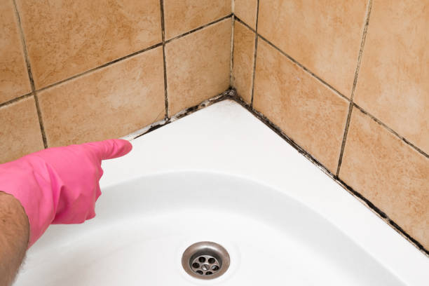 Best Professional Mold Removal  in Kayak Point, WA